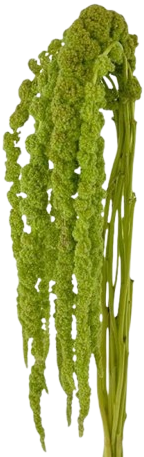 Амарант